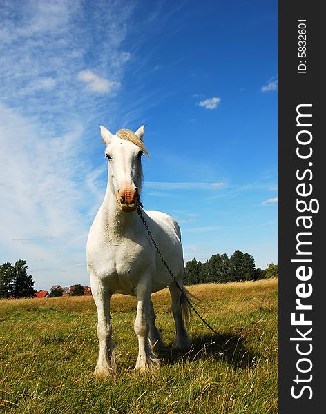 A shot of a beautiful white horse looking down at the camera