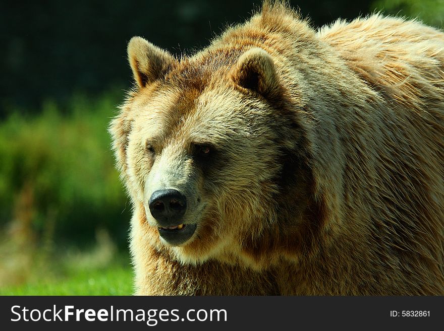 Photograph of a european brown bear. Photograph of a european brown bear