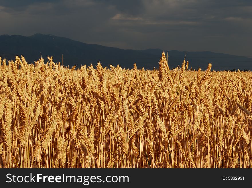 A golden field of wheat