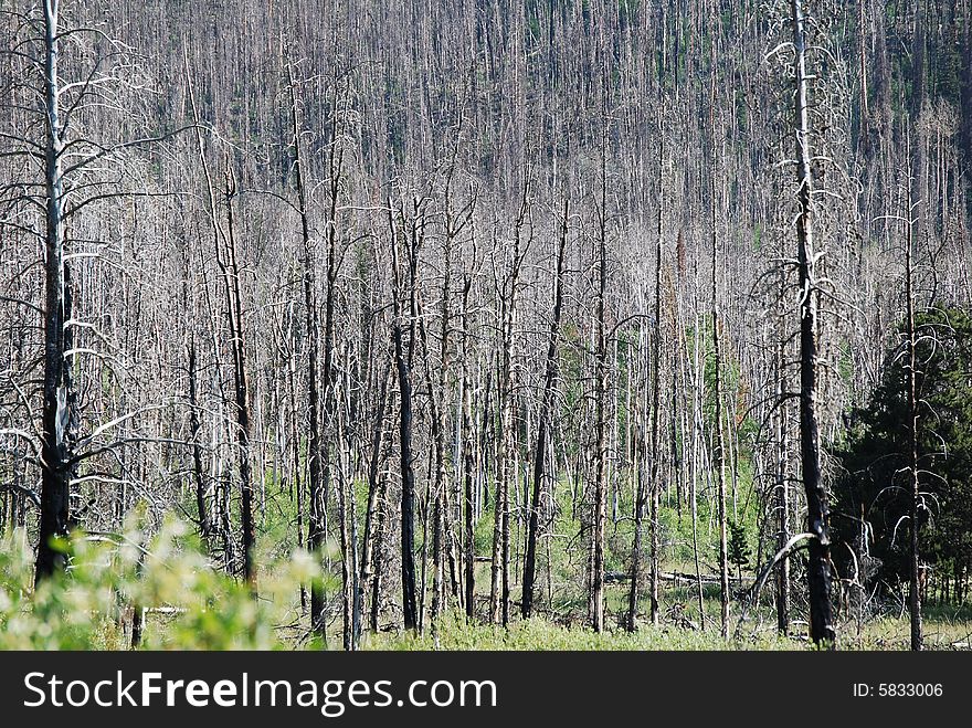 Trees two years after a forest fire in the uintah mountains of utah. Trees two years after a forest fire in the uintah mountains of utah