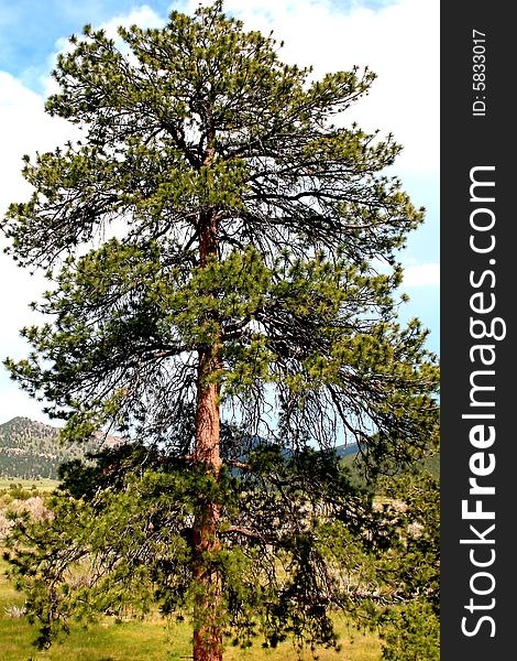 Mature tree just off the trail in Moraine Park in Colorado's Rocky Mountain National Park. Mature tree just off the trail in Moraine Park in Colorado's Rocky Mountain National Park