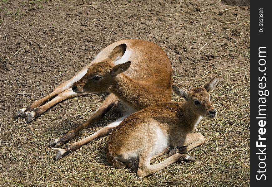 Two antelopes resting in a national park