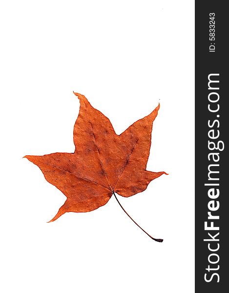 Maple autumn leaf isolated on white background