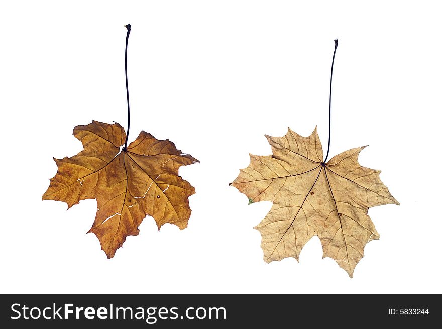 Maple autumn leaves isolated on white background