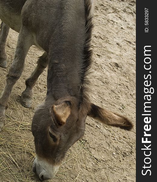 A donkey grazing in a barnyard