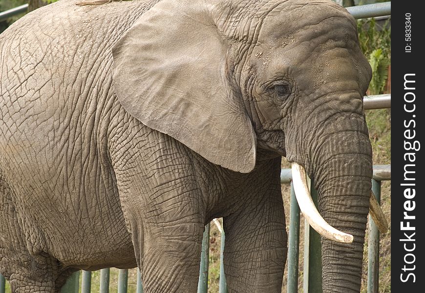 An elephant looking with a sad eyes