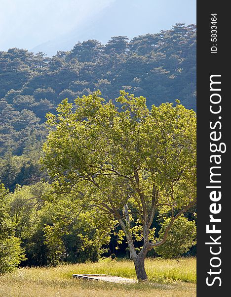 Tree on a hill. Summertime