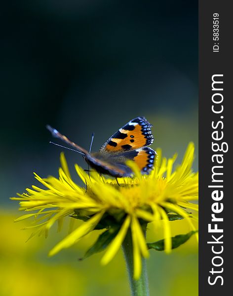 Red Admiral Butterfly on Rudbeckia with blur background