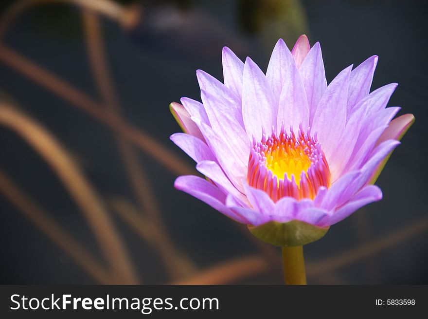 A beautiful lotus blooming in summer.