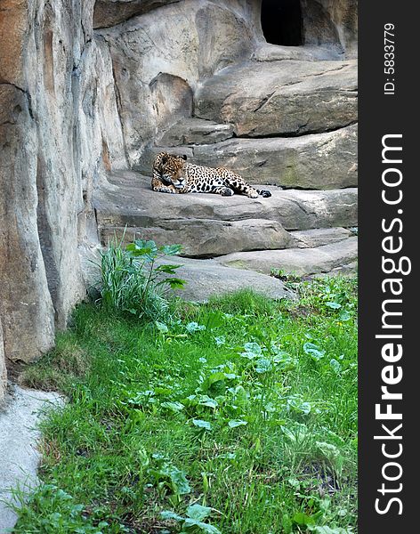 Leopard in the Moskow zoo