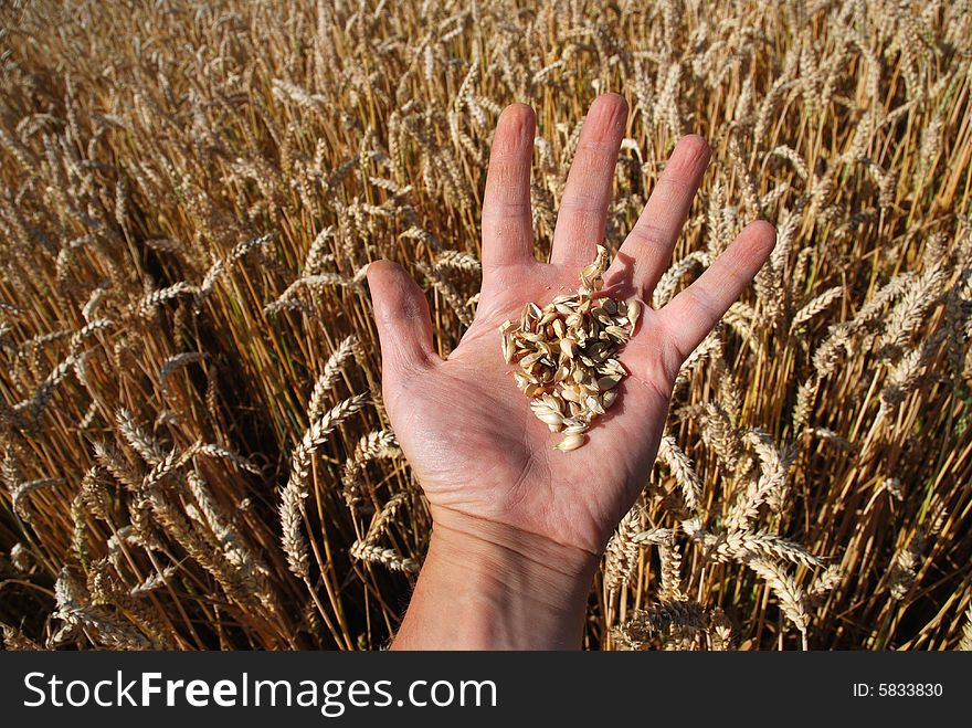 Gold grain field and hand