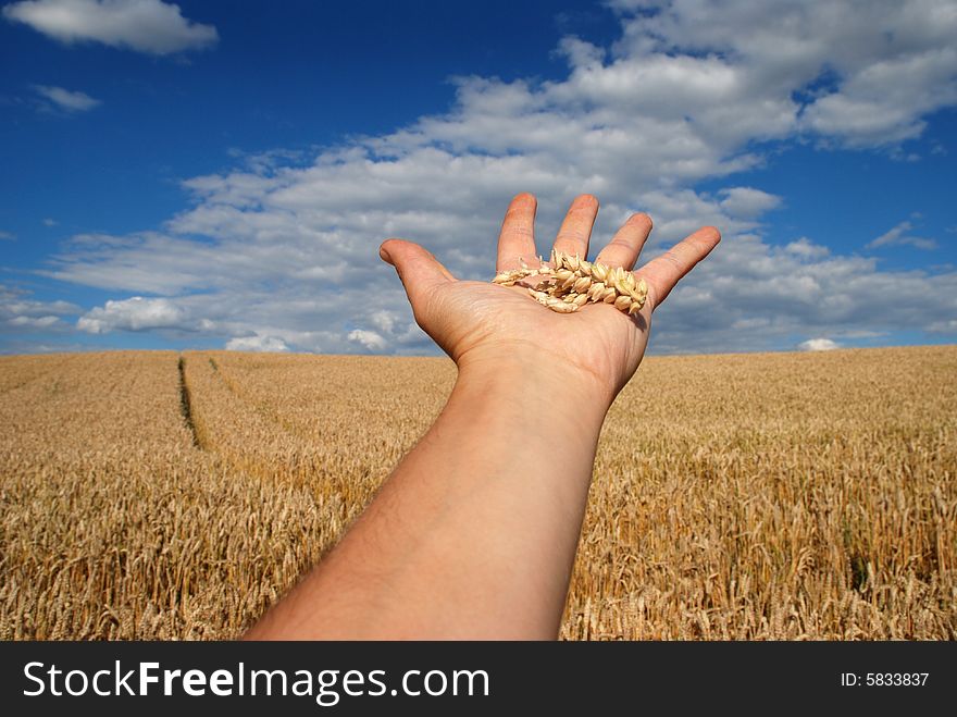 Grain field and hand, sky and cloudy