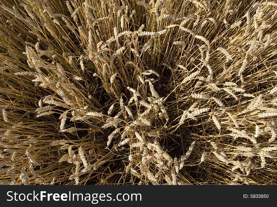 Gold grain field - country farmer