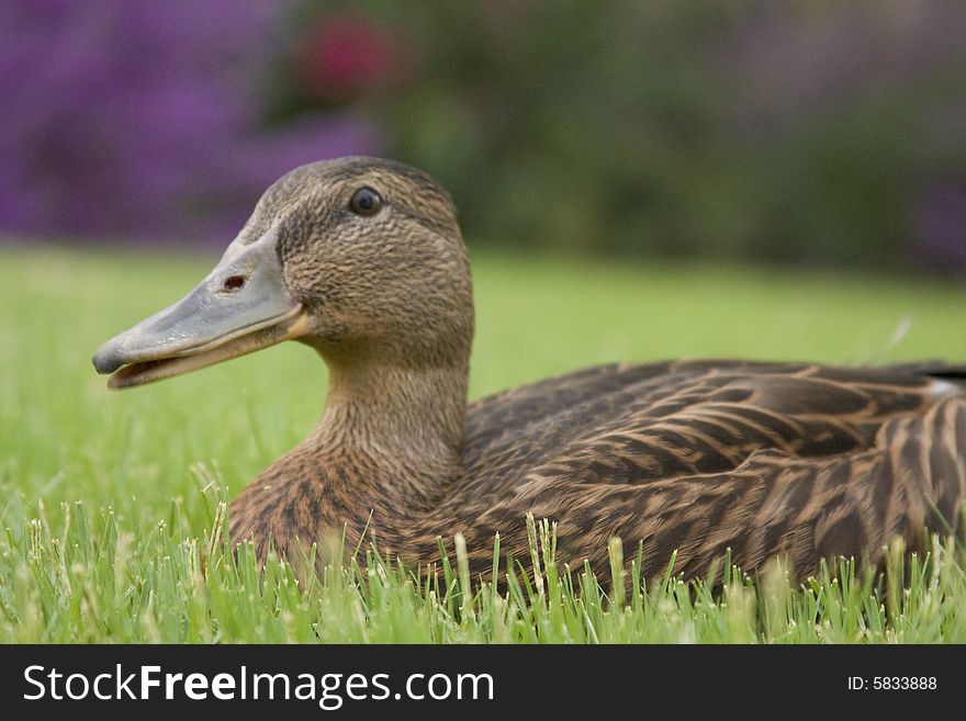 Duck sitting in freshly cut green grass at the playground. Duck sitting in freshly cut green grass at the playground