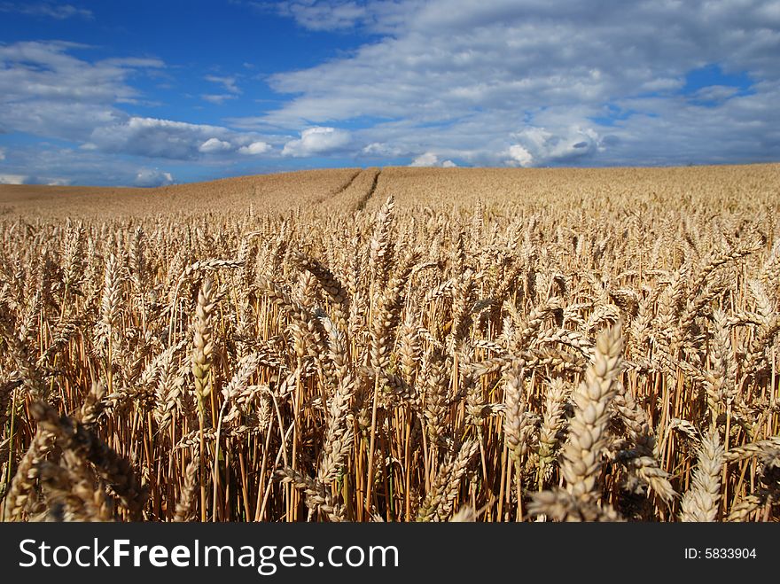 Grain Field