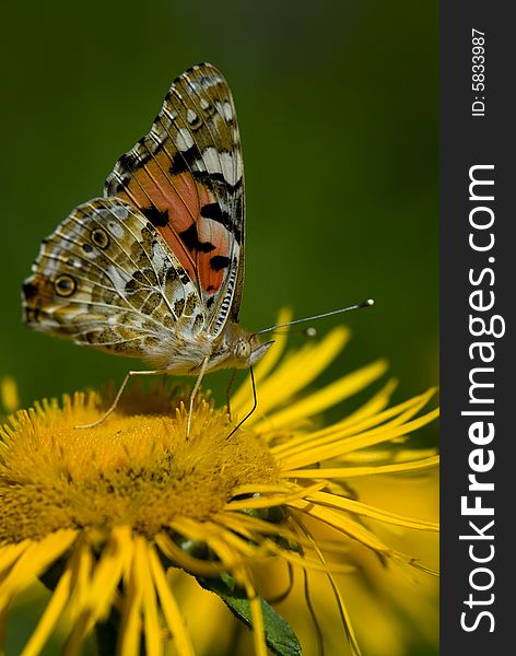 Red Admiral Butterfly on Rudbeckia with blur background