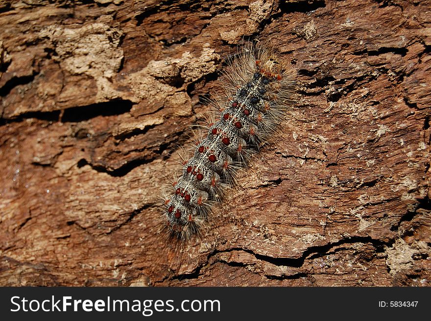 Hairy caterpillar sitting on the cortex