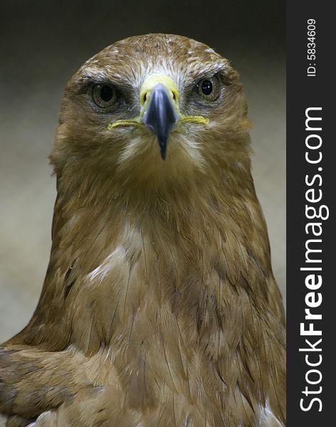 Portrait of a eagle hawk