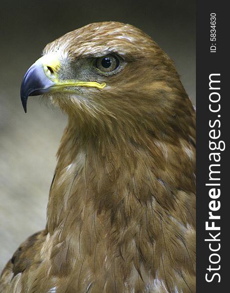 Portrait of a eagle hawk