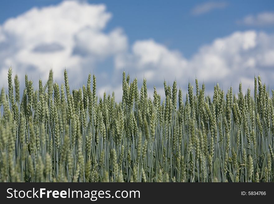 Green Wheat Field