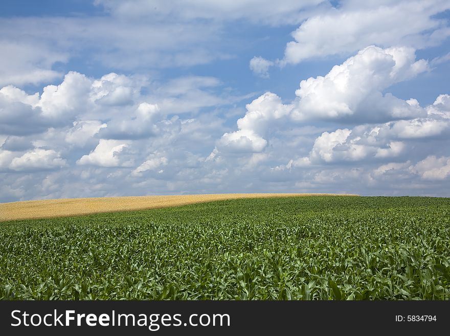 Landscape with wheat and maize