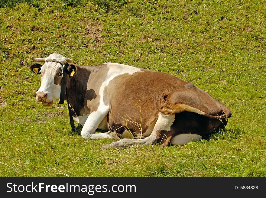 Cow on the green field