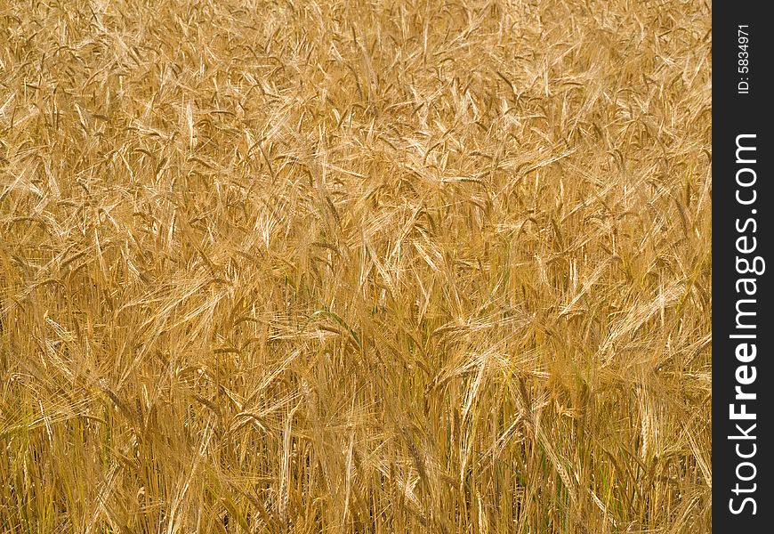 A background of golden wheat. A background of golden wheat