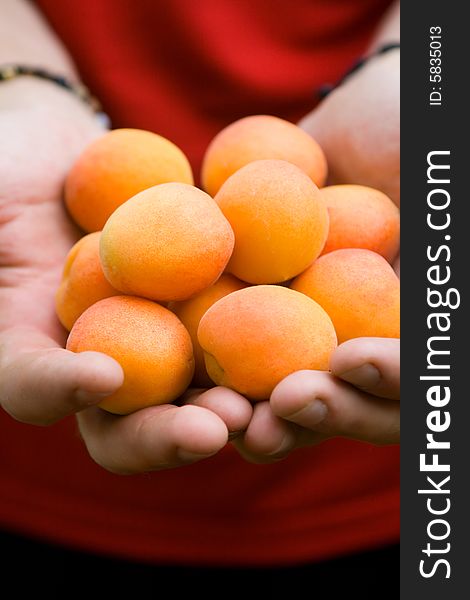 Male hands holding, showing or giving ripe orange apricots. Male hands holding, showing or giving ripe orange apricots