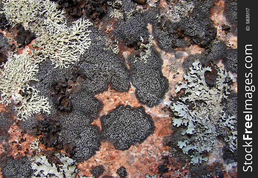 Texture of granite covered with lichen. Texture of granite covered with lichen