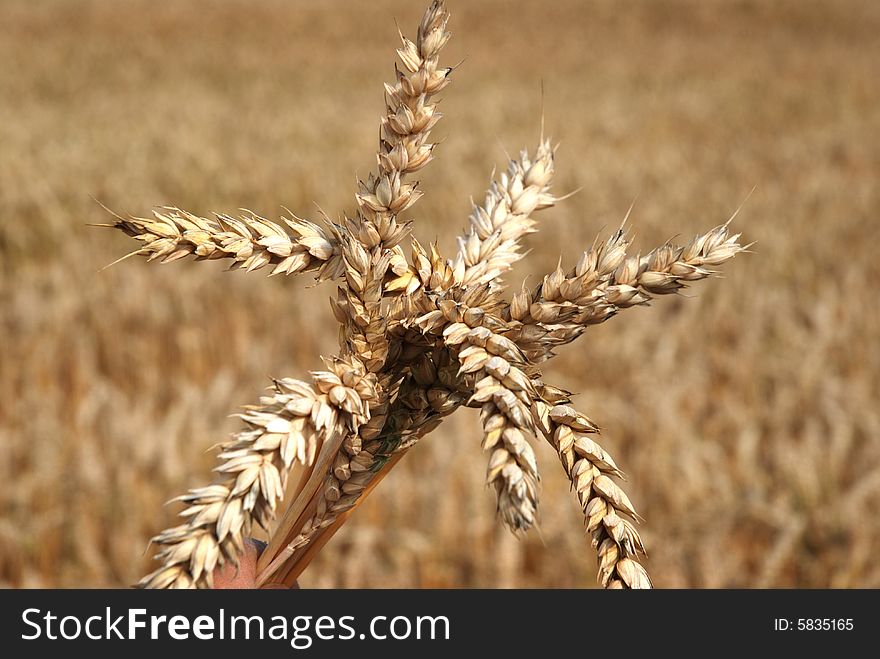 Grain and nature - country gold. Grain and nature - country gold