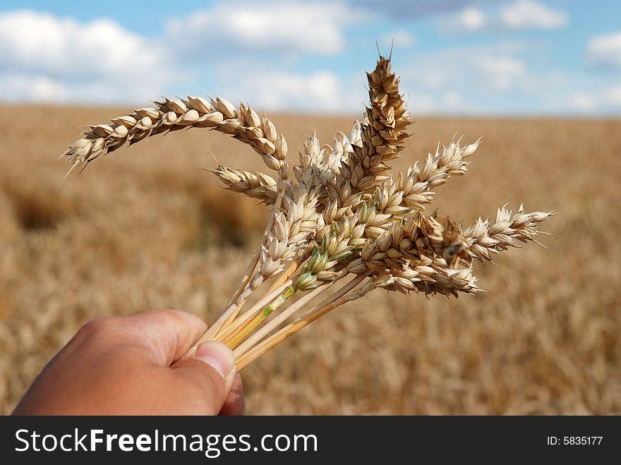 Grain field and hand - sky and cloudy