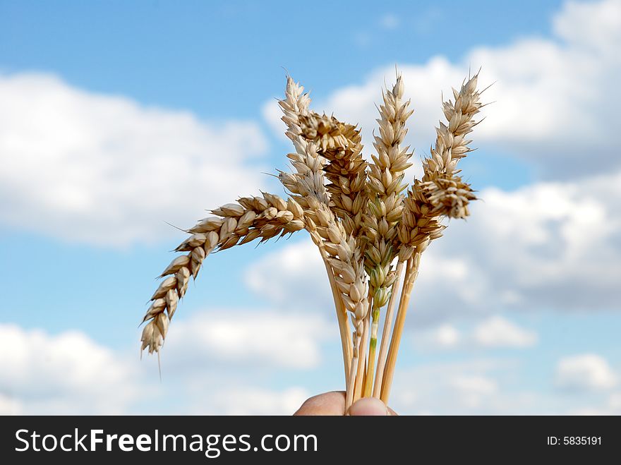 Grain and hand - sky and cloudy. Grain and hand - sky and cloudy