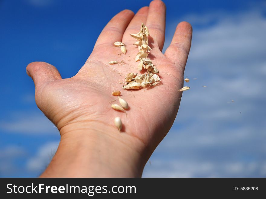 Grain field and hand, sky and cloudy