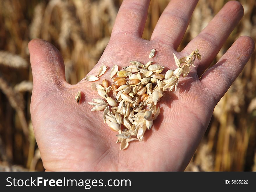 Grain field and hand