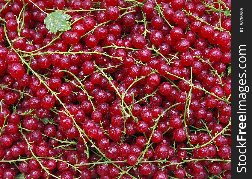 A bunch of red currant after rain. A bunch of red currant after rain