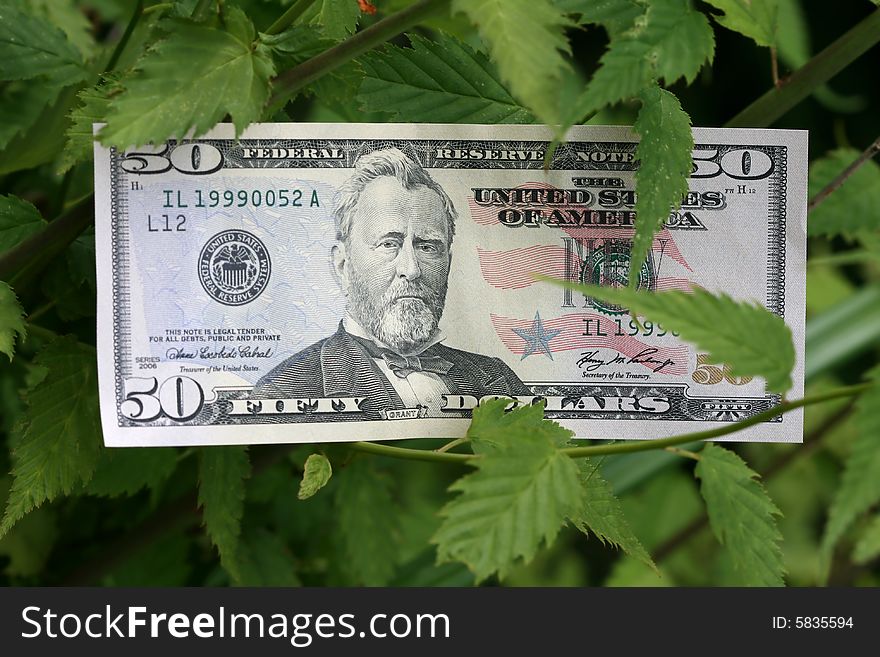 Fifty dollar banknote in the park. Fifty dollar banknote in the park