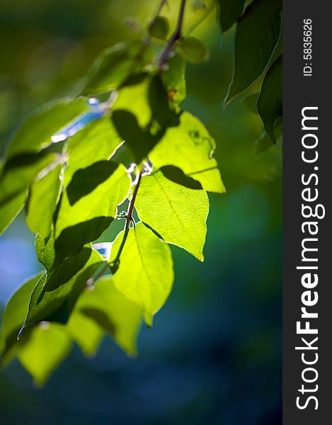 The sun shining thru bright leaves on a tree - very narrow depth of field. The sun shining thru bright leaves on a tree - very narrow depth of field