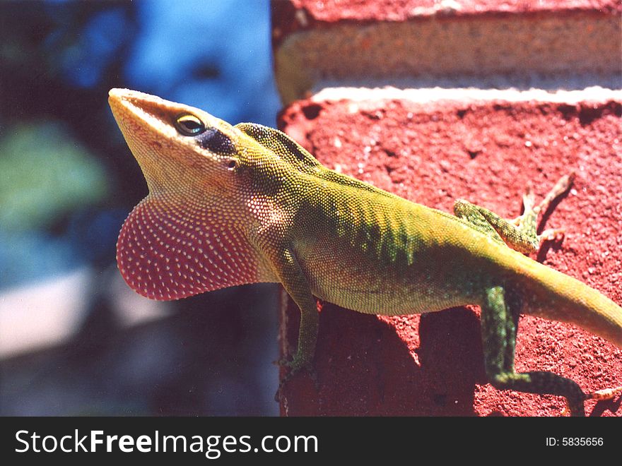 Photo of a male lizard showing off.