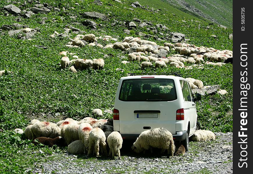 Sheep And Car On Mountain Road.