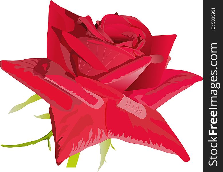 Red Single Rose Illustration