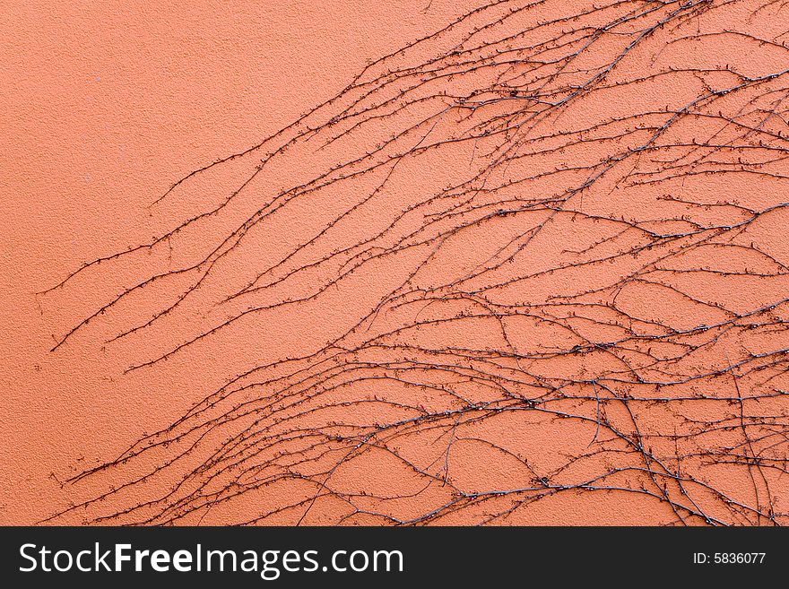 Dry nature structure is painting on orange wall. Dry nature structure is painting on orange wall.