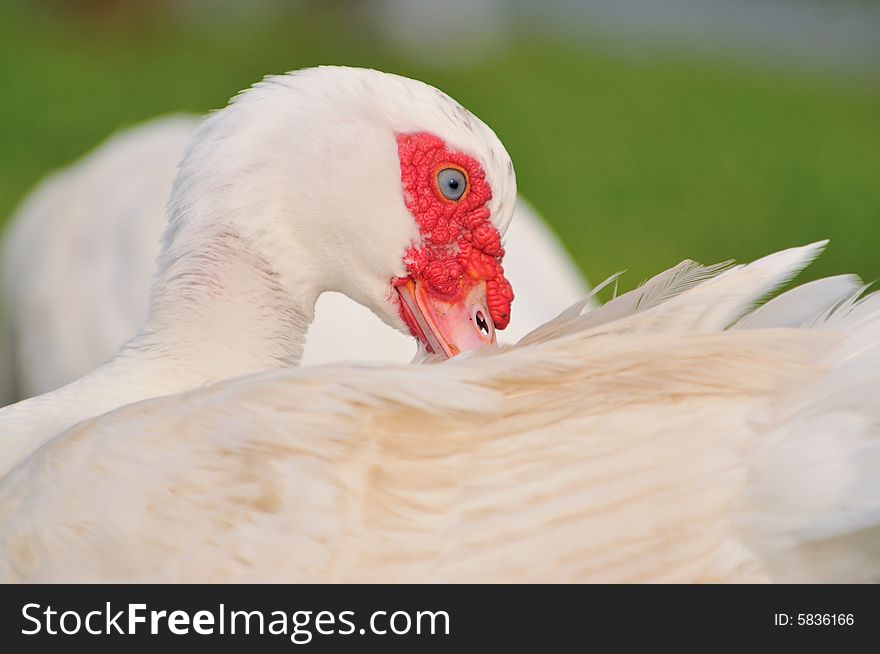 A picture of a geese at a farm. A picture of a geese at a farm