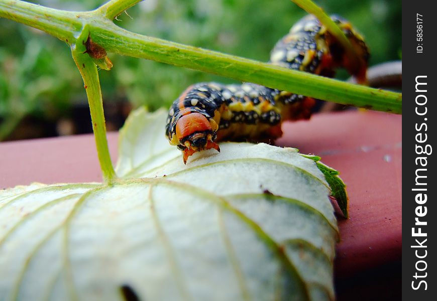 Big grub on the leaf