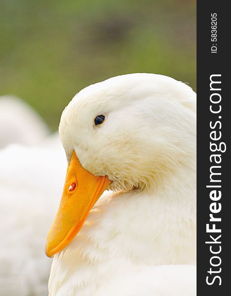 A picture of a duck at a farm. A picture of a duck at a farm