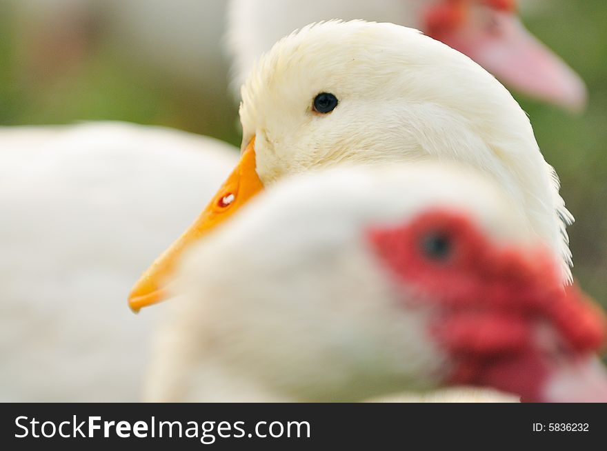 A picture of a duck at a farm. A picture of a duck at a farm