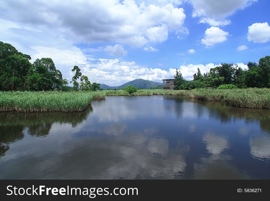 Inside the wetland with the blue sky