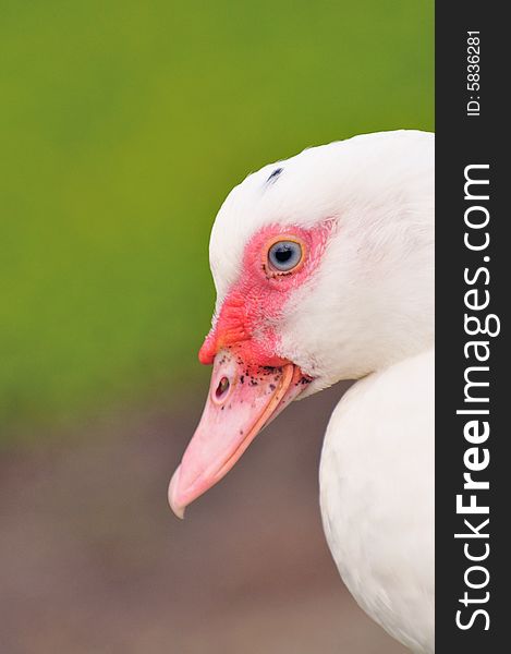 A picture of a geese at a farm. A picture of a geese at a farm