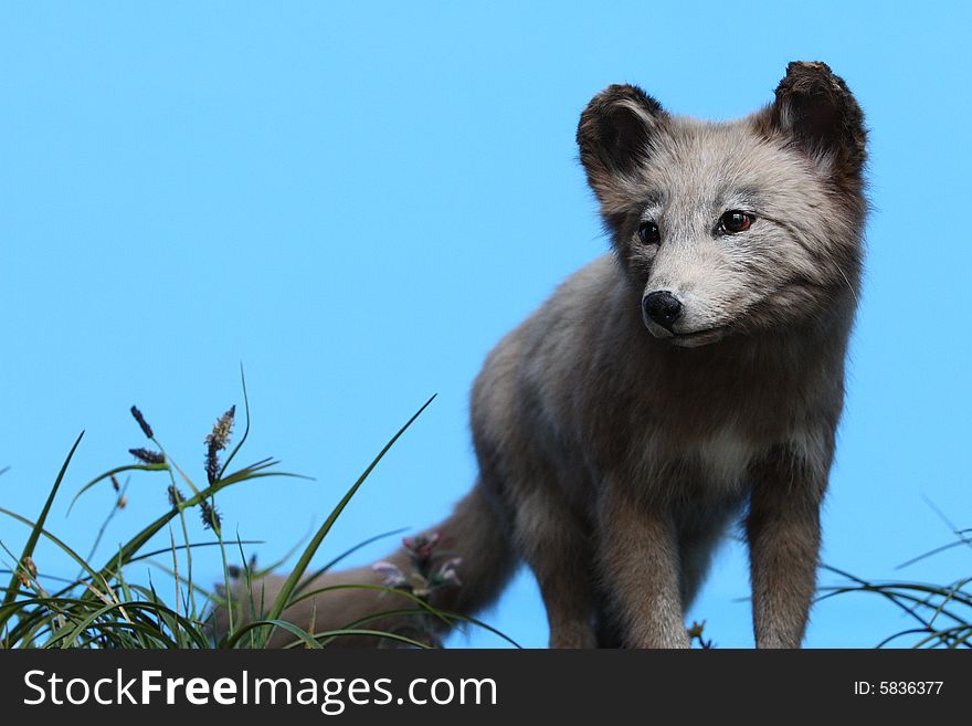 The little gray wolf under the blue sky. The little gray wolf under the blue sky