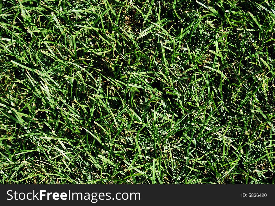 Green grass used as a background