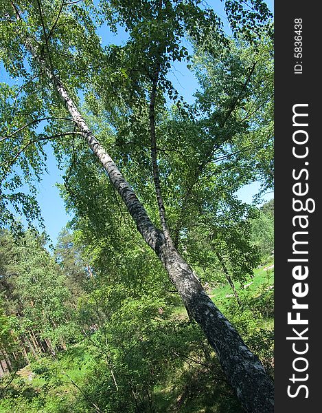 Photo of inclined birch hanging over ravine